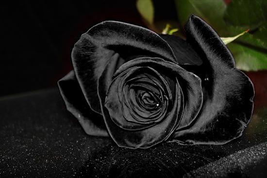 Kwiaty Flowers - Czarna róża.jpg