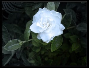 Róże dla Ciebie - 1792.jpg