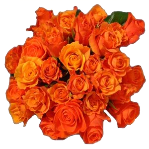 kolekcja131 - oranje roos.png