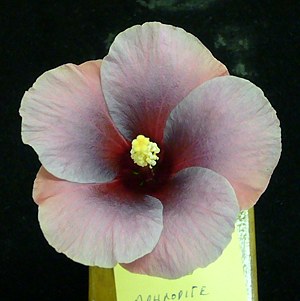hibiscusmania brazowe - Aphrodite201-4-07.jpg