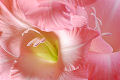 Świat Roślin - 2447_2007-0102-pink-flower_s.webp