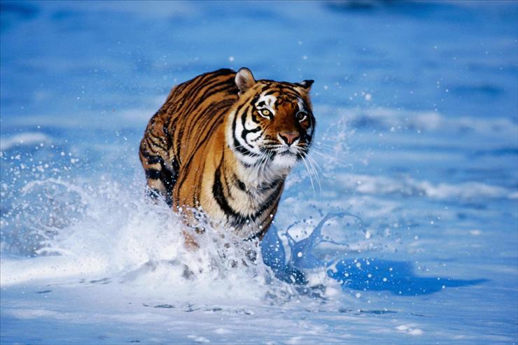 Tapety - Bengal Tiger.jpg