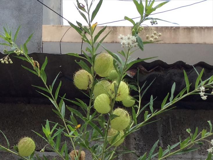 Mauritius - Gomphocarpus physocarpus, bishops balls.png