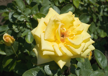 róże - yellow-rose.jpg