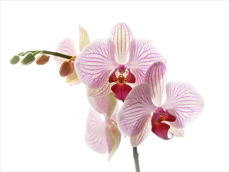 Storczyki - 295719_de_orchidee.jpg