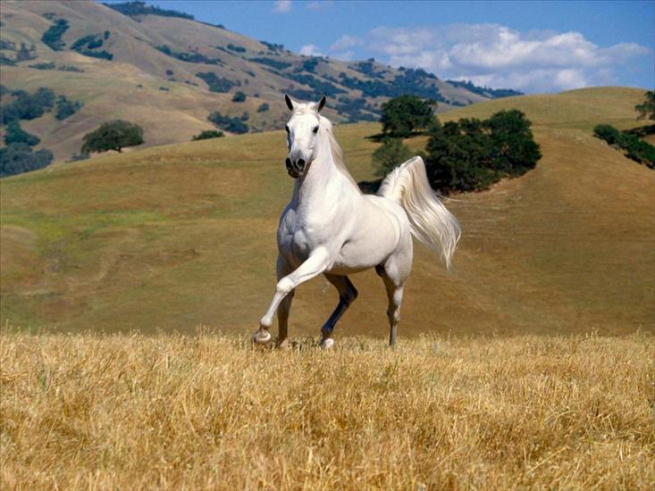 Konie - White_Horse.jpg