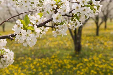 Wiosna - spring_flower_T2519.jpg