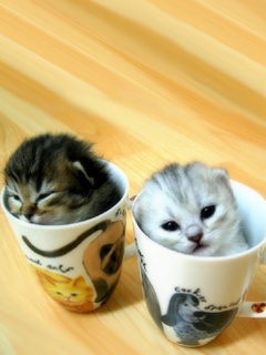 Zwierzęta - Cup_Kittens.jpg