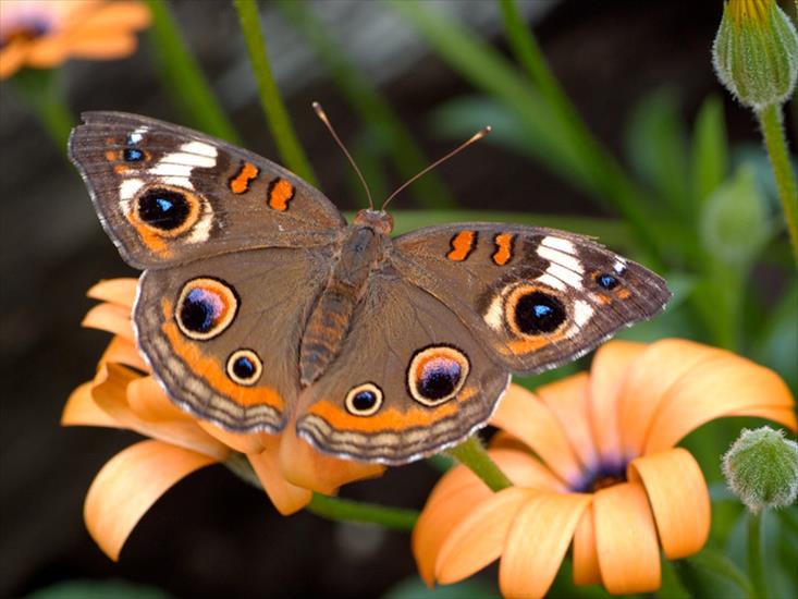 Piękne motyle - butterfly_20_m.jpg