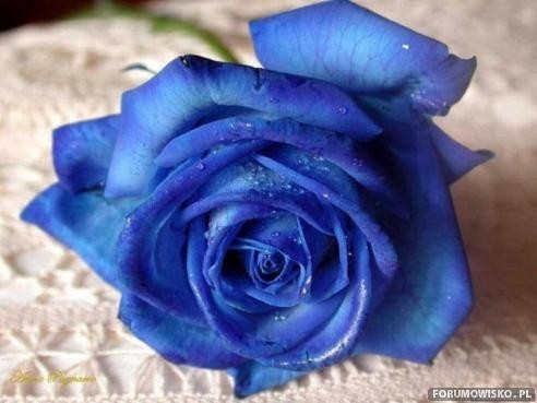 róże niebieskie - mediumjssjfm475c19622ab76.jpg