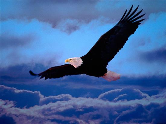 Tapety - Blad_Eagle_Freedom_Wings_6637.jpg