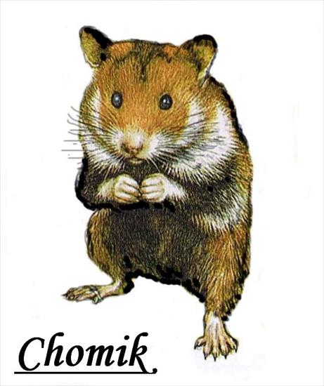 Chomiki - Chomik Europejski a2.jpg