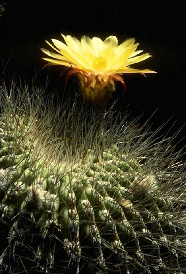 Kwitnące kaktusy - kaktusy-0339.JPG