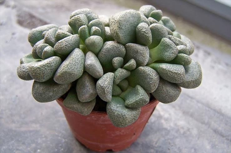 crassula - Crassula mesembrianthemopsis.jpg