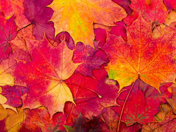 liście..po prostu - autumn.jpg