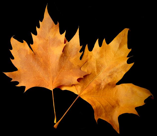 JESIEŃ - PNGPIX-COM-Autumn-Leaf-PNG-Image.png