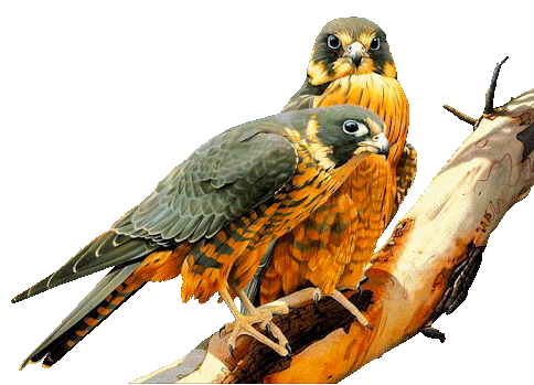 gify papugi - ptaci26.gif
