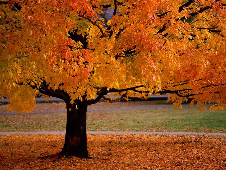 Tapety na pulpit - An Autumn Beauty - 1600x1200 - ID 34533 - PREMIUM.jpg