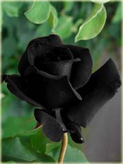 Galeria - Róża czarna.jpg