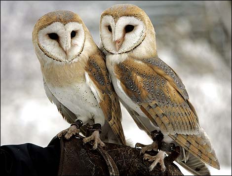Sowy - barn-owls.jpg
