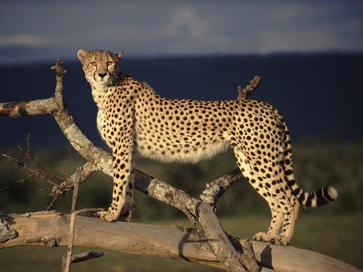 Duże koty cordi01 - _Female Cheetah on the Lookout, Masai Mara, Kenya.jpg