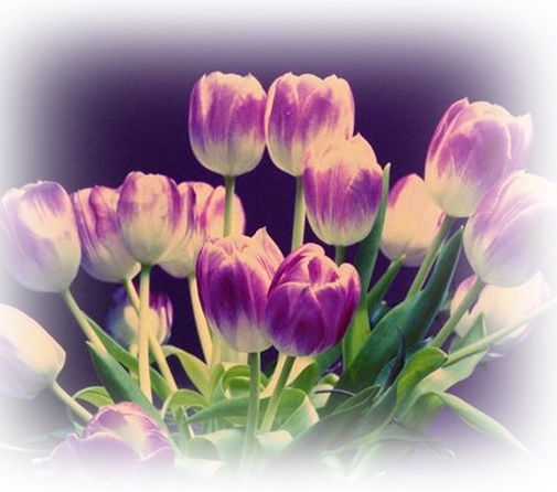 Jpg-Tulipany - lkmk-crop.jpeg