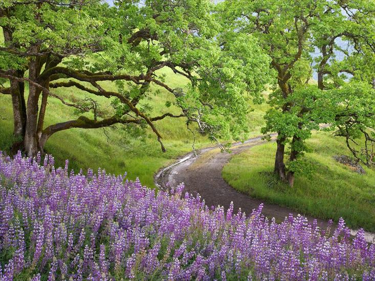 Łąki kwiatowe - Bald Hills, Redwood National Park, California.jpg