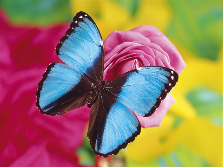 110 Beautiful Butterflies Wallpapers 1600 X 1200 - 30.jpg