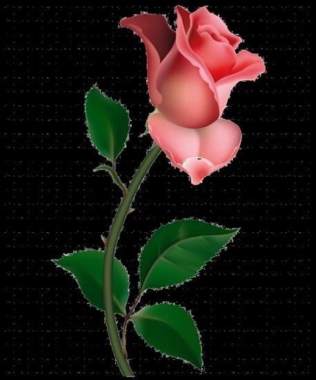 Róże - Róże.png