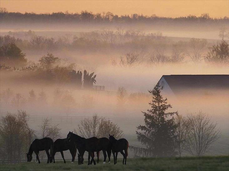 Państwa Świata - Foggy_Horse_Farm.jpg