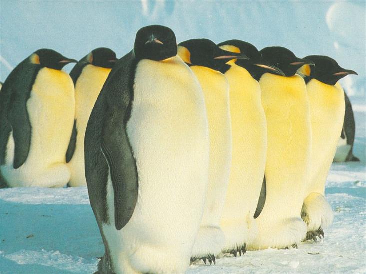 Pingwiny - PING026.JPG