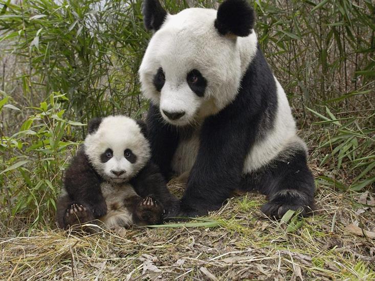 Zwierzaki - giant_panda_mother_and_cub.jpg