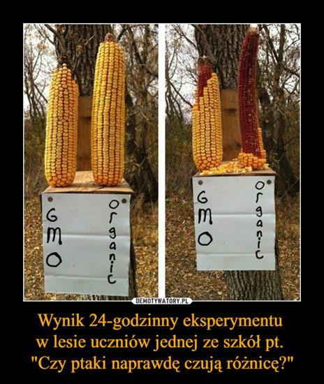 Demotywatory, Wiocha i Inne - Kukurydza GMO.jpg