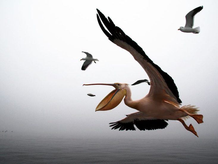 ALBUM NATIONAL GEOGRAPHIC - pelican-walvis-bay-namibia_31789_990x742.jpg