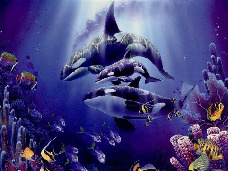 Delfiny i Orki - kosatky.jpg
