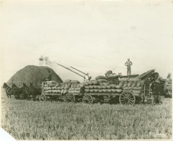 Kalifornia - Workers harvesting rice.jpeg