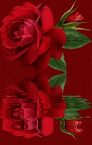 Róże - Róże 15.gif